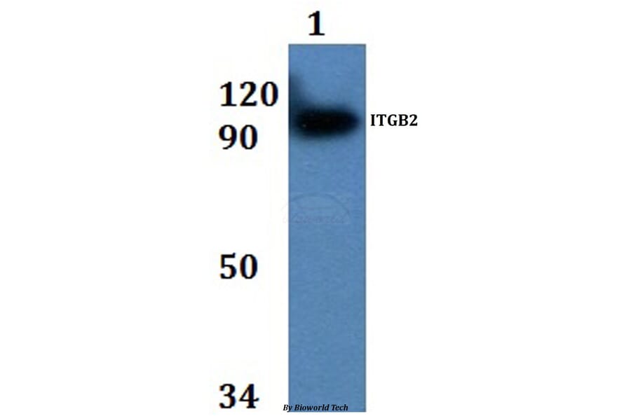 Anti-ITGB2 Antibody from Bioworld Technology (BS60894) - Antibodies.com