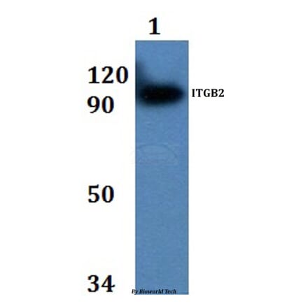 Anti-ITGB2 Antibody from Bioworld Technology (BS60894) - Antibodies.com