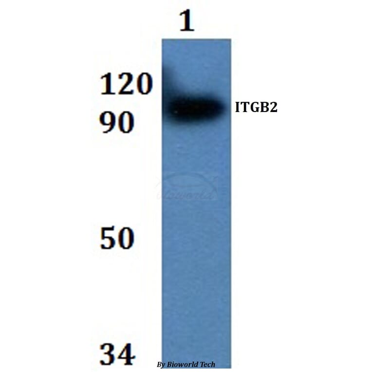 Anti-ITGB2 Antibody from Bioworld Technology (BS60894) - Antibodies.com