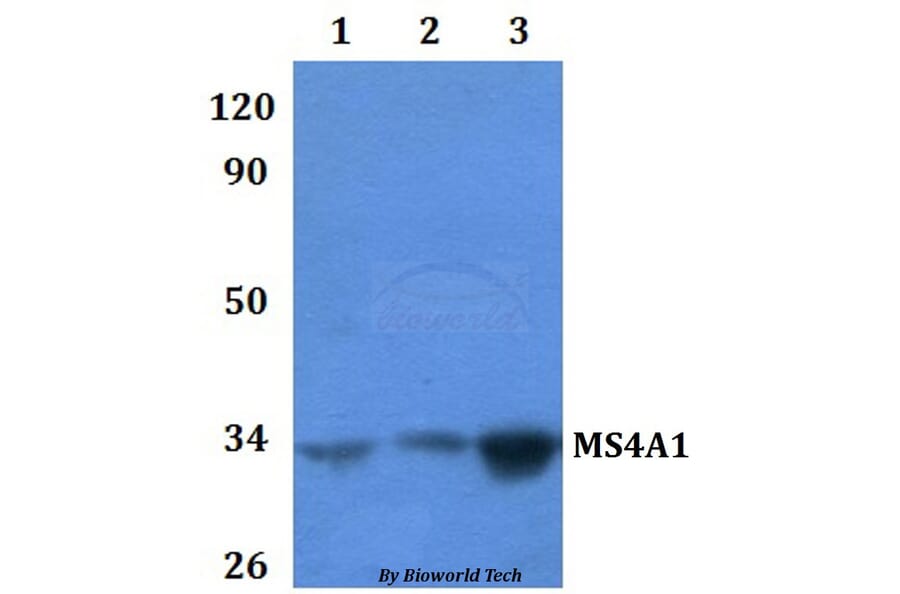 Anti-MS4A1 Antibody from Bioworld Technology (BS60895) - Antibodies.com