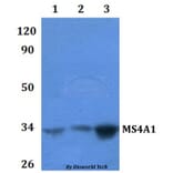 Anti-MS4A1 Antibody from Bioworld Technology (BS60895) - Antibodies.com