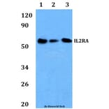 Anti-IL2RA Antibody from Bioworld Technology (BS60896) - Antibodies.com