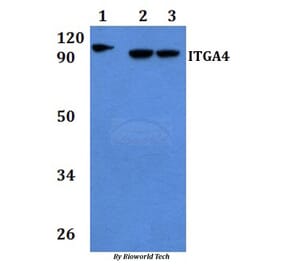 Anti-ITGA4 Antibody from Bioworld Technology (BS60899) - Antibodies.com