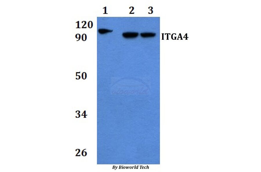 Anti-ITGA4 Antibody from Bioworld Technology (BS60899) - Antibodies.com