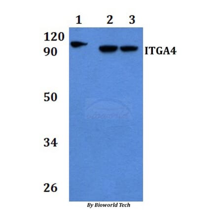 Anti-ITGA4 Antibody from Bioworld Technology (BS60899) - Antibodies.com