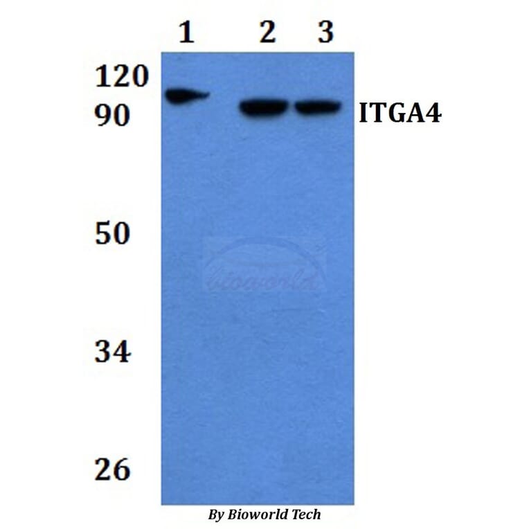 Anti-ITGA4 Antibody from Bioworld Technology (BS60899) - Antibodies.com