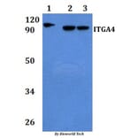 Anti-ITGA4 Antibody from Bioworld Technology (BS60899) - Antibodies.com