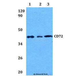 Anti-CD72 Antibody from Bioworld Technology (BS60905) - Antibodies.com