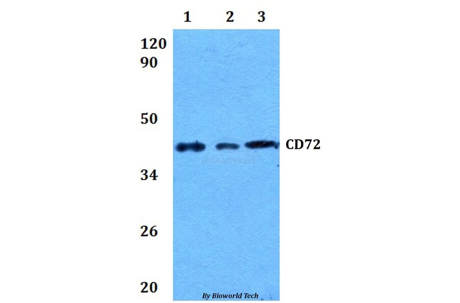 Anti-CD72 Antibody from Bioworld Technology (BS60905) - Antibodies.com