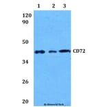 Anti-CD72 Antibody from Bioworld Technology (BS60905) - Antibodies.com