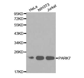 Anti-PARK7 Antibody from Bioworld Technology (BS6091) - Antibodies.com