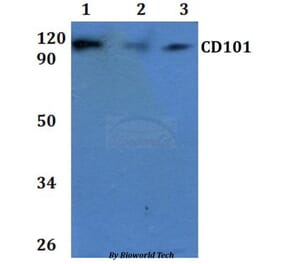 Anti-CD101 Antibody from Bioworld Technology (BS60915) - Antibodies.com