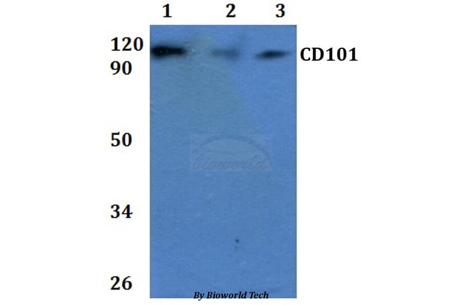 Anti-CD101 Antibody from Bioworld Technology (BS60915) - Antibodies.com