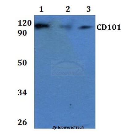 Anti-CD101 Antibody from Bioworld Technology (BS60915) - Antibodies.com