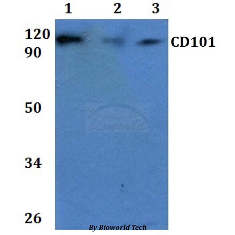 Anti-CD101 Antibody from Bioworld Technology (BS60915) - Antibodies.com