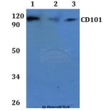 Anti-CD101 Antibody from Bioworld Technology (BS60915) - Antibodies.com