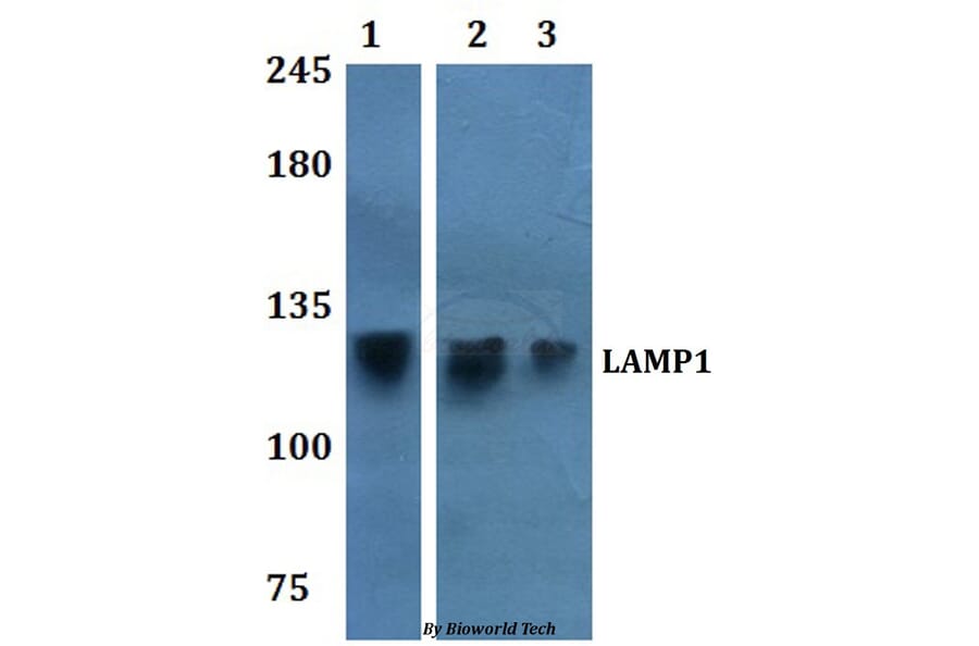 Anti-LAMP1 Antibody from Bioworld Technology (BS60916) - Antibodies.com