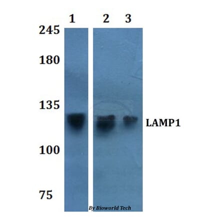 Anti-LAMP1 Antibody from Bioworld Technology (BS60916) - Antibodies.com