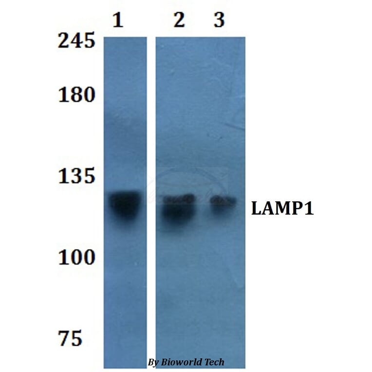 Anti-LAMP1 Antibody from Bioworld Technology (BS60916) - Antibodies.com