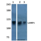 Anti-LAMP1 Antibody from Bioworld Technology (BS60916) - Antibodies.com