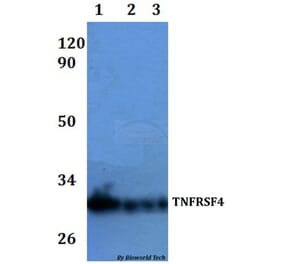 Anti-TNFRSF4 Antibody from Bioworld Technology (BS60924) - Antibodies.com