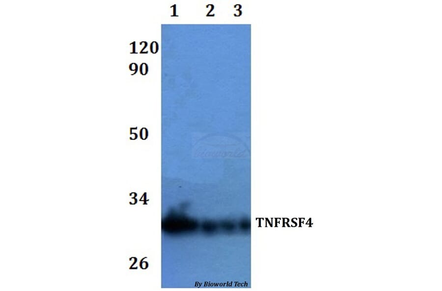 Anti-TNFRSF4 Antibody from Bioworld Technology (BS60924) - Antibodies.com