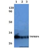 Anti-TNFRSF4 Antibody from Bioworld Technology (BS60924) - Antibodies.com