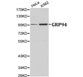 Anti-GRP94 Antibody from Bioworld Technology (BS6093) - Antibodies.com