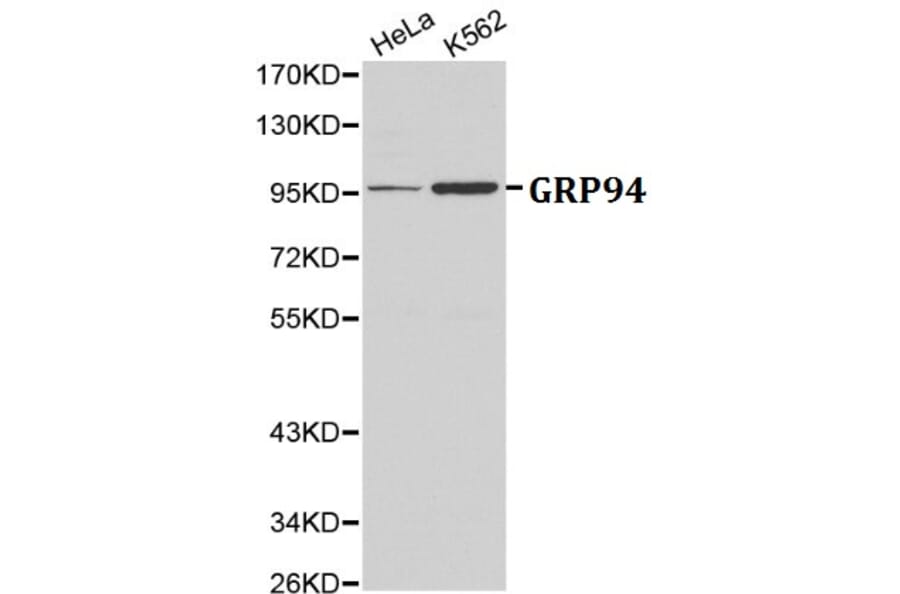 Anti-GRP94 Antibody from Bioworld Technology (BS6093) - Antibodies.com