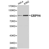 Anti-GRP94 Antibody from Bioworld Technology (BS6093) - Antibodies.com