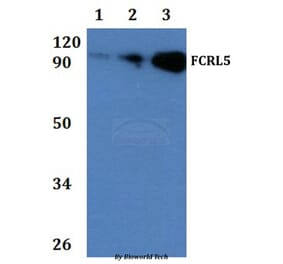 Anti-FCRL5 Antibody from Bioworld Technology (BS60931) - Antibodies.com