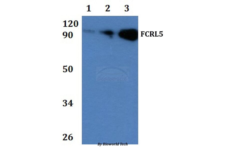 Anti-FCRL5 Antibody from Bioworld Technology (BS60931) - Antibodies.com