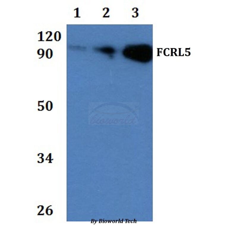 Anti-FCRL5 Antibody from Bioworld Technology (BS60931) - Antibodies.com