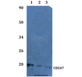 Anti-CD247 Antibody from Bioworld Technology (BS60932) - Antibodies.com