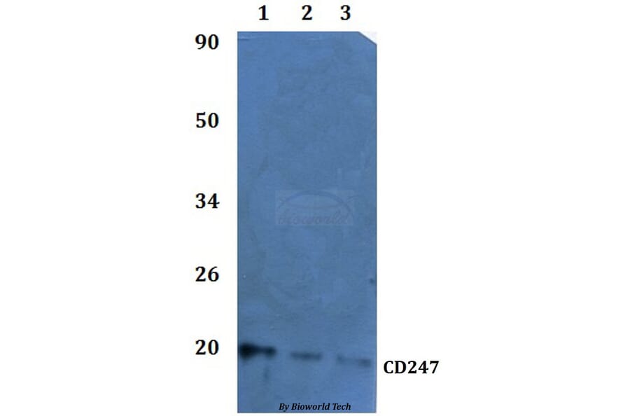 Anti-CD247 Antibody from Bioworld Technology (BS60932) - Antibodies.com