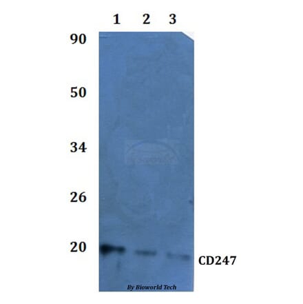 Anti-CD247 Antibody from Bioworld Technology (BS60932) - Antibodies.com