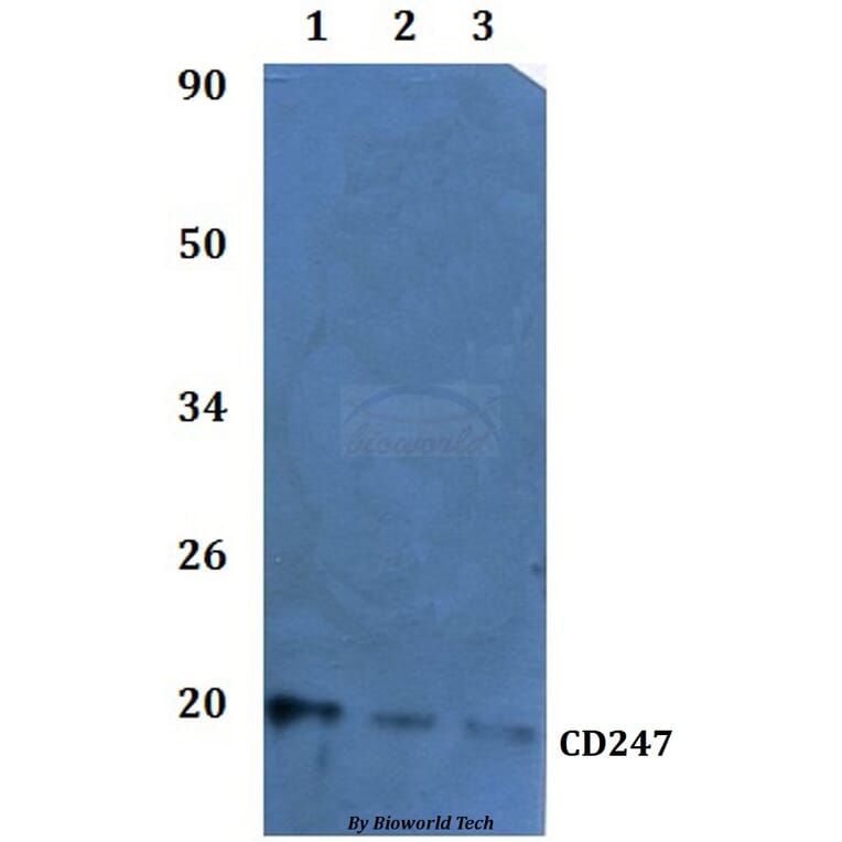 Anti-CD247 Antibody from Bioworld Technology (BS60932) - Antibodies.com