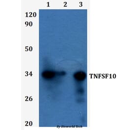 Anti-TNFSF10 Antibody from Bioworld Technology (BS60933) - Antibodies.com