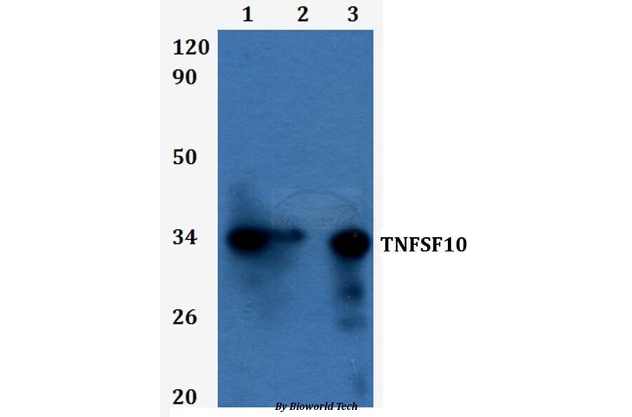 Anti-TNFSF10 Antibody from Bioworld Technology (BS60933) - Antibodies.com