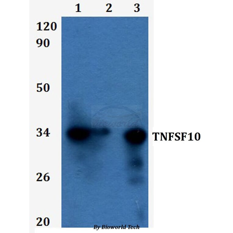 Anti-TNFSF10 Antibody from Bioworld Technology (BS60933) - Antibodies.com