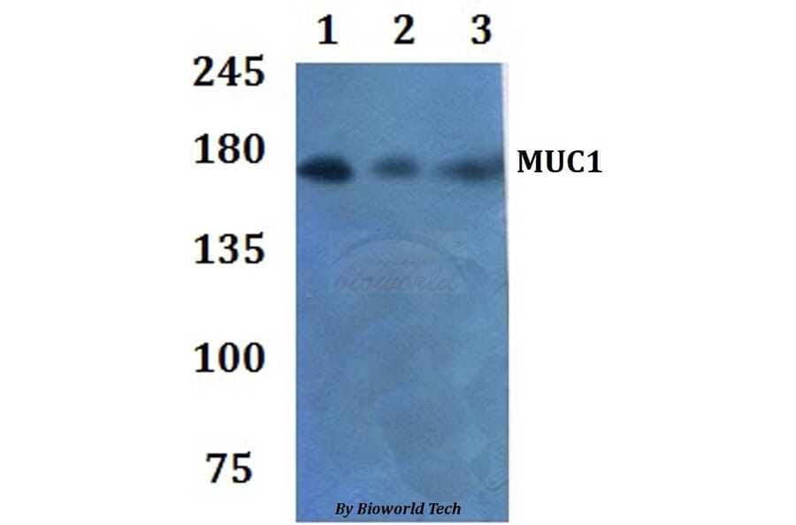 Anti-MUC1 Antibody from Bioworld Technology (BS60935) - Antibodies.com