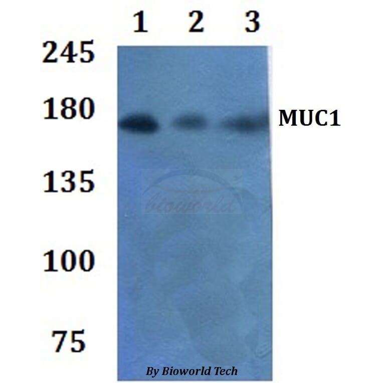Anti-MUC1 Antibody from Bioworld Technology (BS60935) - Antibodies.com