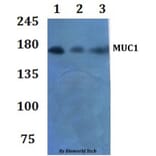 Anti-MUC1 Antibody from Bioworld Technology (BS60935) - Antibodies.com
