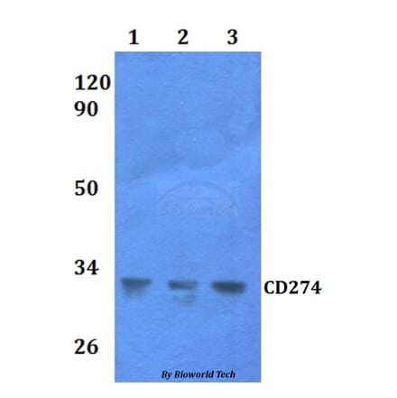 Anti-CD274 Antibody from Bioworld Technology (BS60936) - Antibodies.com