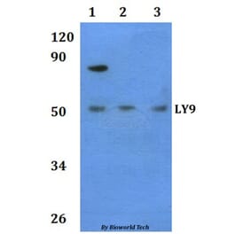 Anti-LY9 Antibody from Bioworld Technology (BS60938) - Antibodies.com