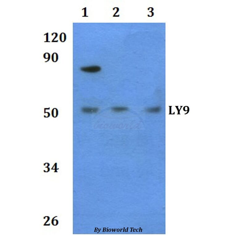 Anti-LY9 Antibody from Bioworld Technology (BS60938) - Antibodies.com