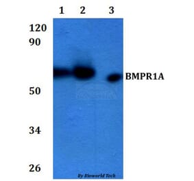 Anti-BMPR1A Antibody from Bioworld Technology (BS60939) - Antibodies.com