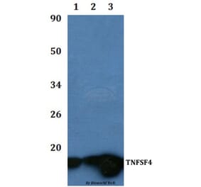 Anti-TNFSF4 Antibody from Bioworld Technology (BS60941) - Antibodies.com