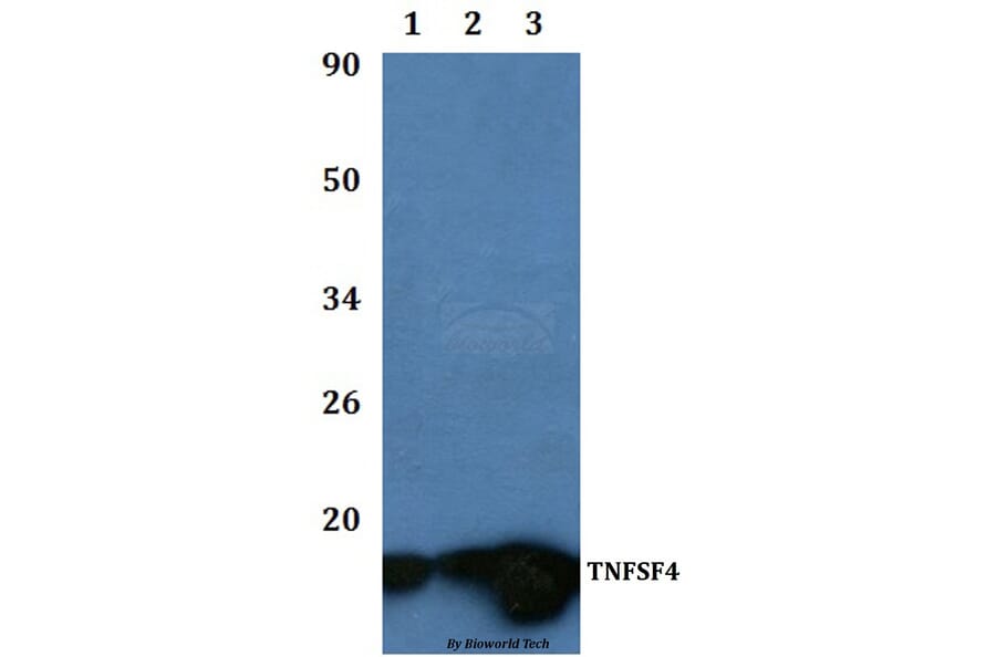 Anti-TNFSF4 Antibody from Bioworld Technology (BS60941) - Antibodies.com