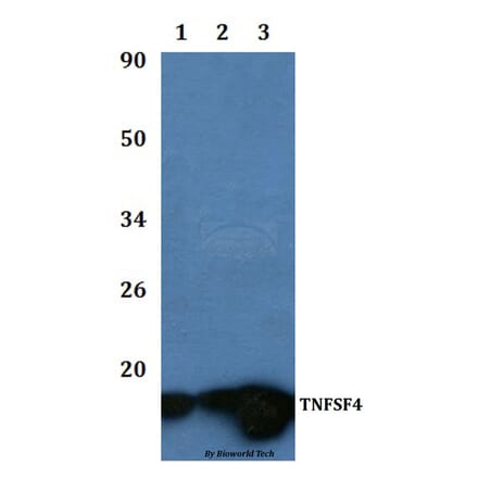 Anti-TNFSF4 Antibody from Bioworld Technology (BS60941) - Antibodies.com